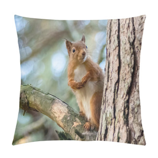 Personality  Red Squirrel In The Woods Pillow Covers