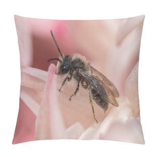 Personality  Black Andrena Solitary Mining Bee In Pinkish Flower Pillow Covers