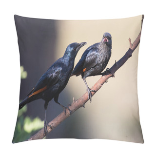 Personality  Pair Of Red Winged Starlings Wit On Branch Busy With Courtship Pillow Covers
