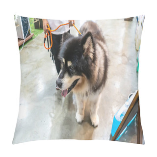 Personality  Closeup The Dog. It's Man's Best Friend. Pillow Covers