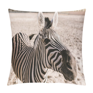 Personality  Close Up Shot Of Zebra Grazing On Ground In Corral At Zoo Pillow Covers