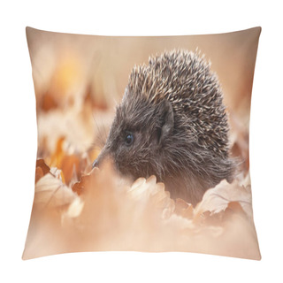 Personality European Hedgehog, Erinaceus Europaeus, Sniffing In Autumn Forest Pillow Covers