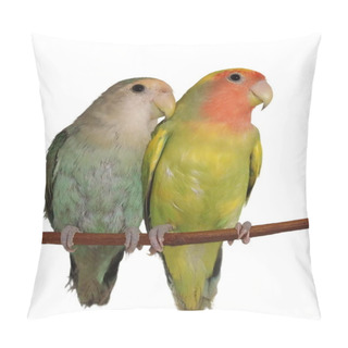Personality  Lovebirds Isolated On White Background Agapornis Roseicollis Pillow Covers