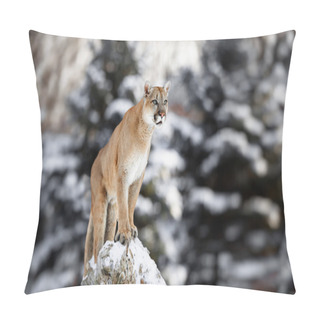 Personality  Portrait Of A Cougar, Mountain Lion Pillow Covers