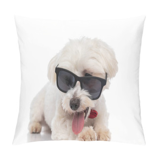 Personality  Little Cool Bichon Dog Sticking Out Tongue, Wearing Sunglasses And Bowtie And Laying Down On White Background Pillow Covers