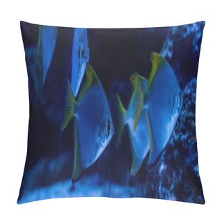 Personality  Fishes Swimming Under Water In Aquarium With Blue Lighting, Panoramic Shot Pillow Covers