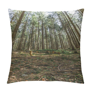 Personality  Wide Angle View Of Wooden Branches On Ground In Evergreen Forest  Pillow Covers
