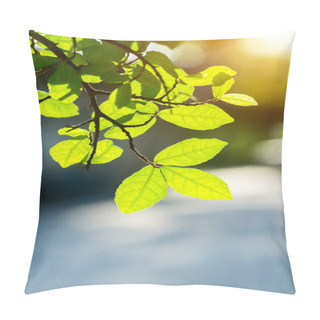 Personality  Leaves In Spring Season With Sunlight. Pillow Covers