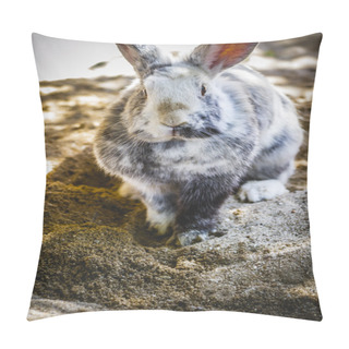 Personality  Rabbit In Zoo Pillow Covers