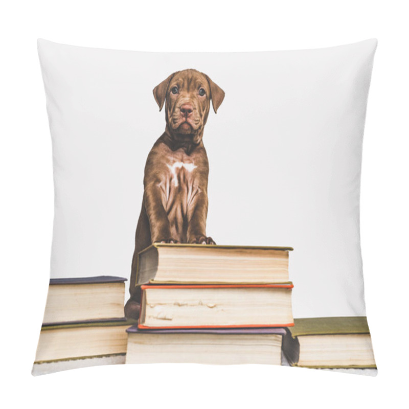 Personality  Cute puppy and vintage books. Studio photo pillow covers