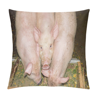 Personality  Three White Piglets Who Eat Pillow Covers
