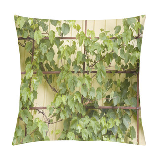 Personality  Grape Plants As Decorative Elements In Home Garden In Northern Europe Countries. Climbing Plants On Dark Brown Wooden Base On Yellow Wooden Country House Walls. Pillow Covers