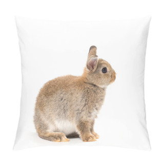 Personality  Baby Rabbit Adorable Brown Bunny On White Background  Pillow Covers