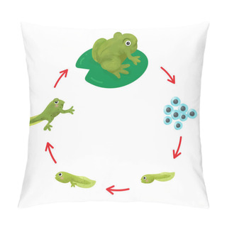 Personality  The Life Cycle Of A Frog. Pillow Covers