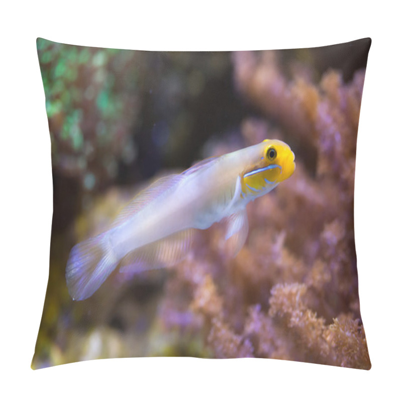 Personality  Blueband goby (Valenciennea strigata).  pillow covers