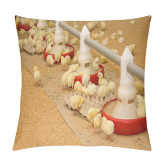 Personality  Group Of Few Days Old Baby Chicken Pillow Covers