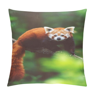 Personality  Red Panda (Ailurus Fulgens) On The Tree Pillow Covers