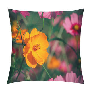 Personality  Beautiful Cosmos Flower Blooming In The Field Pillow Covers