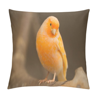 Personality  Serinus Canaria Pillow Covers