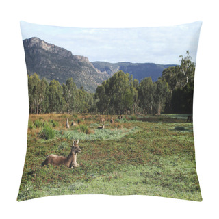 Personality  Paddock With Kangaroos And Surrounding Hills In Halls Gap Valley Pillow Covers