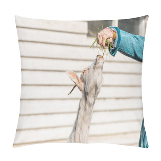 Personality  Cropped Image Of Male Farmer Feeding Goat By Grass Near Wooden Fence At Farm  Pillow Covers