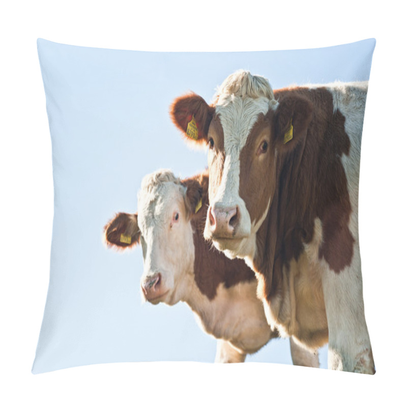 Personality  Two Nosy Cows looking at Camera, with Copyspace pillow covers