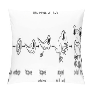Personality   Coloring Page With Frog Life Cycle. Sequence Of Stages Of Development Of Cartoon Frog From Egg To Adult Animal Isolated On White Background Pillow Covers
