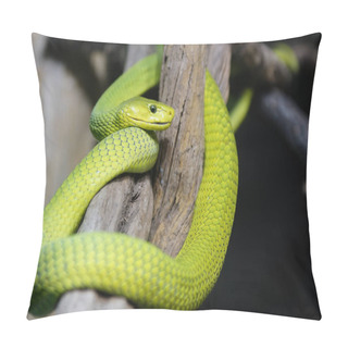 Personality  Green Mamba (Dendroaspis Viridis), 	Dangerous African Snake Pillow Covers