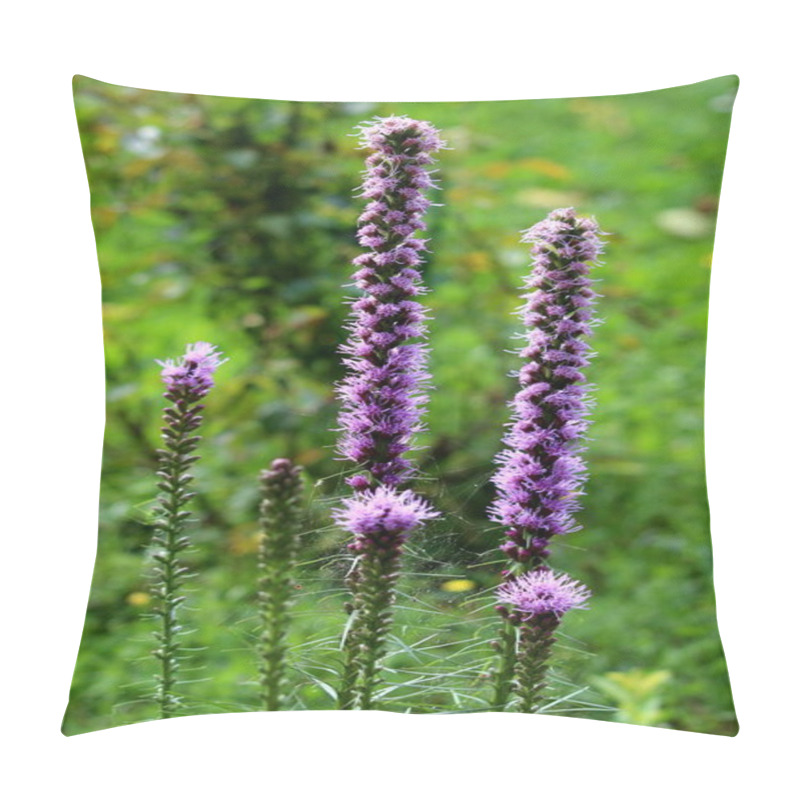 Personality  Dense blazing star or Liatris spicata or Prairie gay feather herbaceous perennial flowering plants with tall spikes of purple flowers starting to open and bloom from top going down to small flower buds still waiting to open planted in local pillow covers