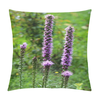 Personality  Dense Blazing Star Or Liatris Spicata Or Prairie Gay Feather Herbaceous Perennial Flowering Plants With Tall Spikes Of Purple Flowers Starting To Open And Bloom From Top Going Down To Small Flower Buds Still Waiting To Open Planted In Local Pillow Covers