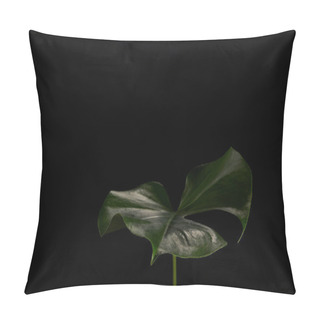 Personality  Close-up View Of Beautiful Dark Green Monstera Leaf Isolated On Black Background  Pillow Covers