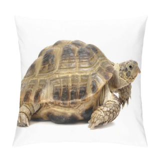 Personality  Reptile Turtle Pillow Covers