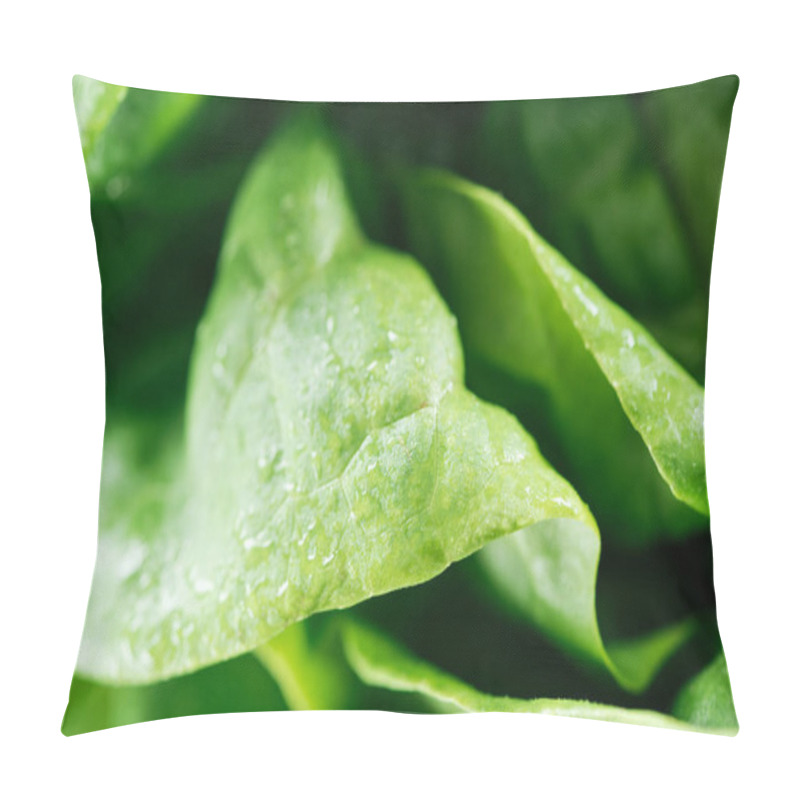 Personality  close up view of fresh natural green lettuce leaves with water drops pillow covers