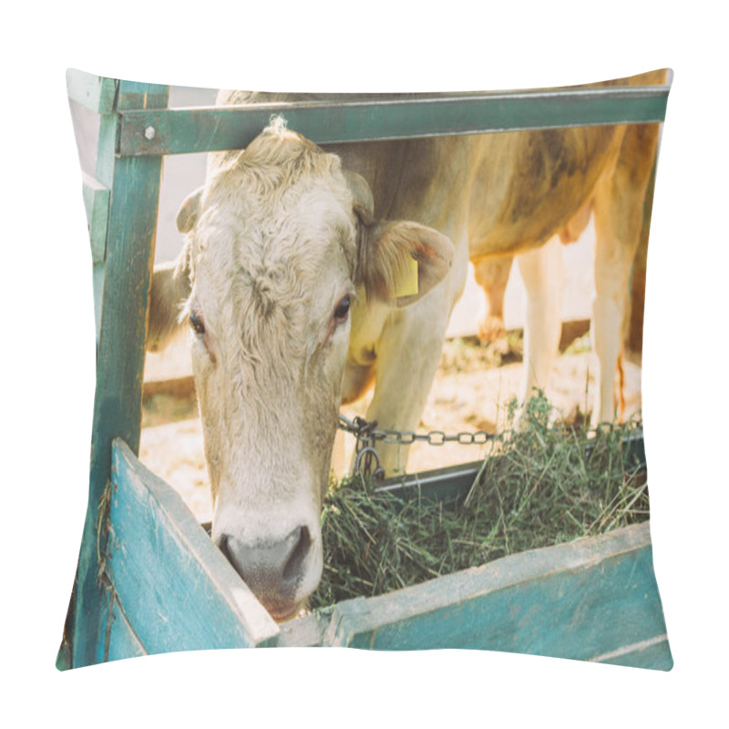 Personality  brown cow eating hay from manger on dairy farm pillow covers