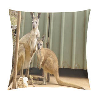 Personality  Lazy Kangaroo Sitting In The Outback, Australia Pillow Covers