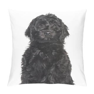 Personality  Mixed-breed Labradoodle Looking At Camera Against White Backgrou Pillow Covers