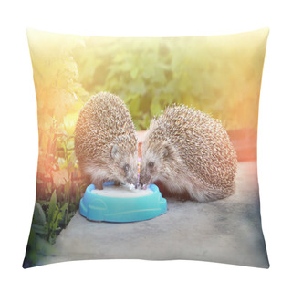 Personality  Photo Funny Hedgehogs Pillow Covers