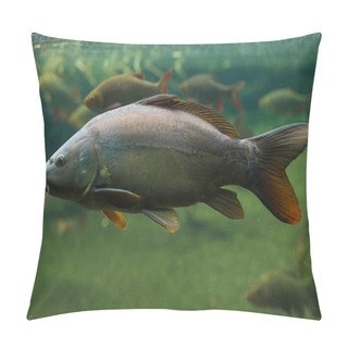 Personality  Mirror Carp (Cyprinus Carpio Carpio). Pillow Covers