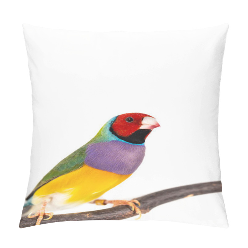 Personality  Gouldian Finch Bird Pillow Covers