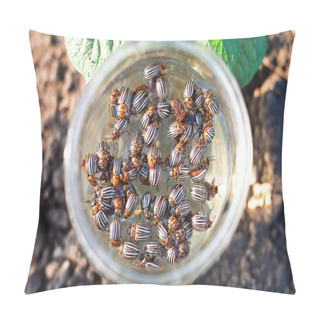 Personality  Colorado Beetle Pillow Covers