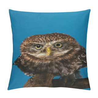 Personality  Cute Wild Owl On Wooden Branch Isolated On Blue Pillow Covers