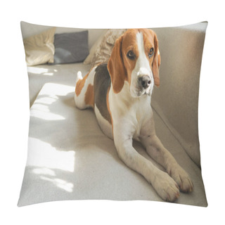 Personality  Beagle Dog Lying Down On A Couch. Pillow Covers