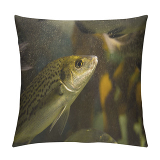 Personality  Bluefish Tailor Swimming Near Rocky Ledge  Pillow Covers