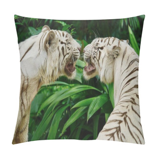 Personality  Close Up Of Two Beautiful White Tigers Standing Face To Face, Snarling And Growling At Each Other, In A Lush Green Jungle Setting. Pillow Covers