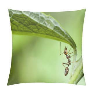 Personality  Red Ant In Macro Pillow Covers