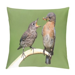 Personality  Female Eastern Bluebird Feeding A Baby Pillow Covers