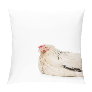 Personality  Close-up View Of Beautiful White Hen Looking At Camera Isolated On White Pillow Covers