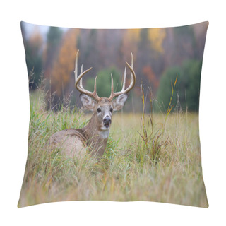 Personality  White-tailed Deer Buck In An Autumn Meadow During The Rut In Canada Pillow Covers