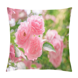 Personality  Closeup Of Rose Bush Flowers In Summer Garden Pillow Covers