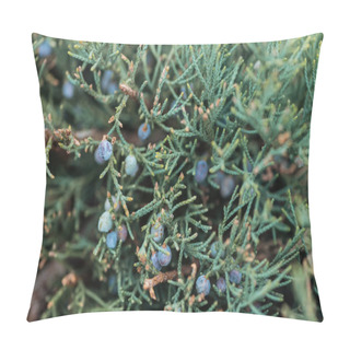 Personality  Close Up View Of Evergreen Tree With Berries On Branches Pillow Covers